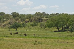 Tarangire in the wet season showing the lush growth of grass which attracts the elephants