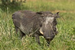 Warthog with a battle scar on its leg