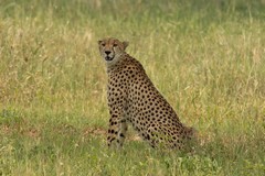 A Cheetah lazily surveys the area