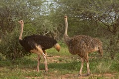 The ostrich can sprint at speeds up to 60kph