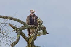 The white-headed vulture is the most solitary and least common of the larger vultures