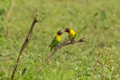 A happy pair of yellow-collared lovebirds