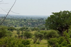 Looking across the Tarangire river valley
