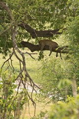 A sleepy leopard in a tree overlooking the Tarangire river
