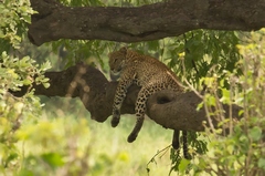 A leopard is comfortable in a tree overhanging the Tarangire River