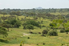 Lots of elephant families gather in Tarangire National Park