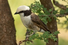 Northern white-crowned shrikes were often seen foraging on the ground