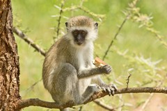 A vervet monkey enjoying a stolen Lunch