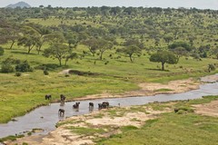 Elephants drinking in the Tarangire river