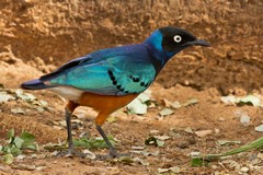 Superb starlings are common throughtout the Northern Tanzania Parks