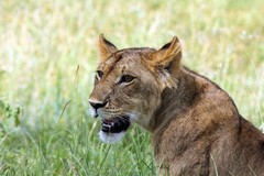 A hungry looking Lioness. During the wet season food in Tarangire National Park becomes more scarce