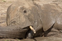 Close up of a baby elephant in his mud wallow