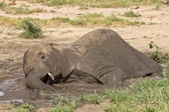 The baby elephant loves his muddy bath