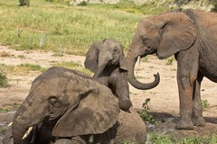Three baby elephants are too big for one small puddle