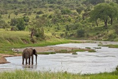 A lone elephant in the Tarangire river