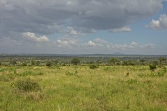 Panoramic view of Tarangire National Park