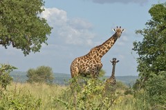 A Maasai giraffe mother and baby