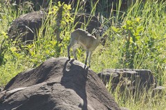 The klipspringer is known as mbuzi mawe in Swahili which means rock goat