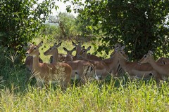 A herd of impala does