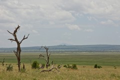 The Silale Swamp is a major reservoir for the Tarangire river