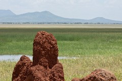 A termite mound on the edge of the swamp. They were abundant throughout Tarangire. Some were 5 or 6 metres high