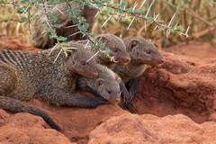 A family of banded mongooses