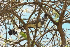 The white-bellied go-away-bird sat in the tree and lived up to its name