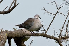 Some say the call of the ring-necked dove sounds like 'Drink-laa-ger drink-laa-ger'