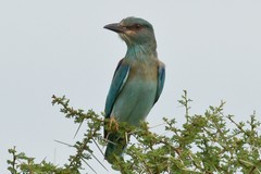 The European roller visits Tanzania from October to April