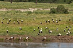 More Winter migrants in the form of these European Storks