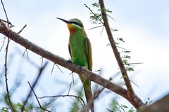 336 Several types of bee-eater were common in the Park including the blue-cheeked bee-eater seen here