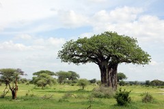 Baobab tree. For most of the year they are leafless to combat drought