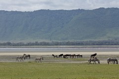 Lesser flamingos on the soda Lake Magadi in Ngorongoro crater