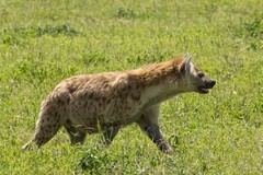 A spotted hyaena on the prowl looking for a baby wildebeeste