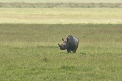 A highly endangered black rhinoceros