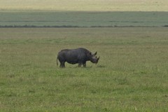 Ngorongoro is the best place in Tanzania to have a chance of seeing a black rhino