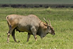 The eland is the heaviest antelope
