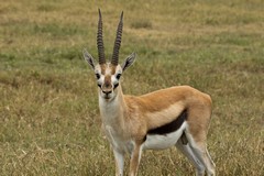 The dainty little Thompson's gazelles are all over the short grass plains of the Ngorongoro Conservation Area