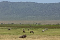 Zebras and Wildebeeste with Elephants in the swamp behind