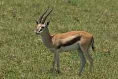 The Thompson's gazelle has very striking markings