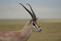 Profile of a Grant's gazelle