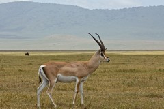 Grant's gazelle buck sticking to his small territory