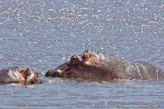 There are a few hippos resident in the crater