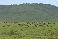 Buffalo herd. Buffalo are becoming more numerous in the Ngorongoro crater