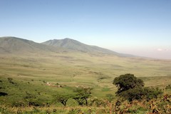 A Maasai village in the Ngorongoro highlands. The Maasai and their cattle and goats coexist with the wildlife