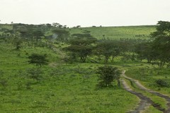 383 The winding road across the Ngorongoro highlands to the Serengeti plains