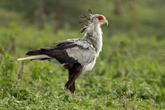 The secretary bird is an extraordinary long legged raptor adapted to hunting snakes