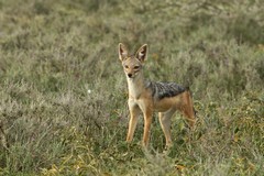 A black-backed jackal out on the Serengeti plain