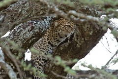 The leopard was hard to see as it relaxed in the tree waiting for darkness to fall