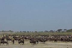 402 Thirsty wildebeeste were amassing near to the river at Ndutu
